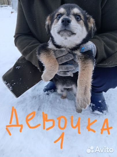 Щенки в добрые руки