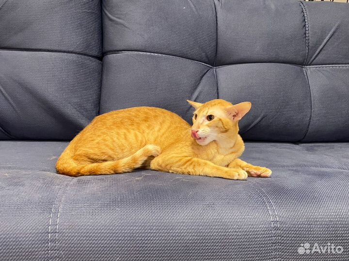 Котята ориенталы