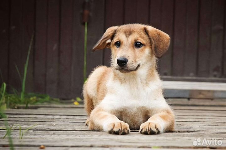 Троемалышейметисывдобрыеруки