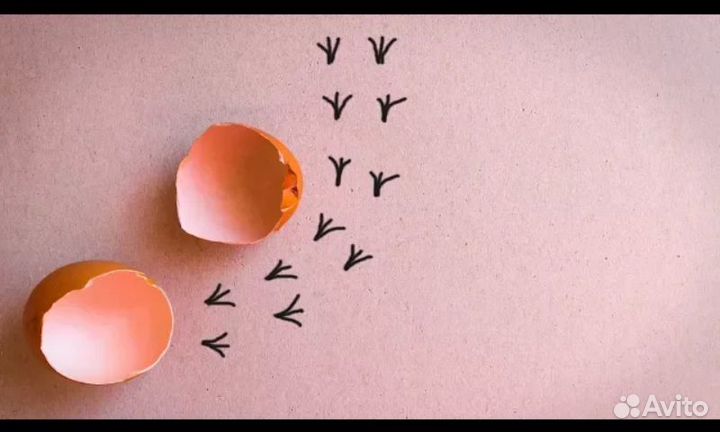 Приму на инкубацию