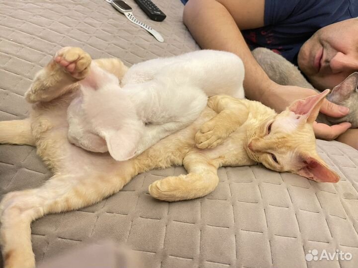 Котята девон-рекс