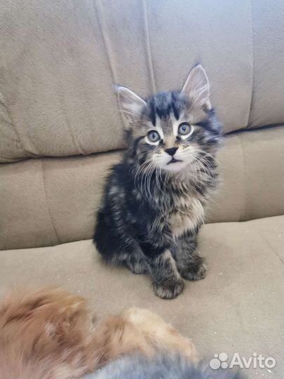 Котята курильский бобтейл