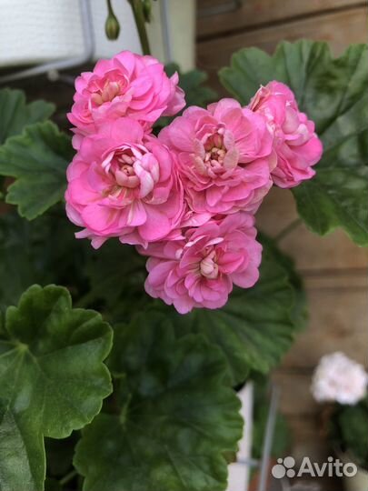 Пеларгония герань,срезы