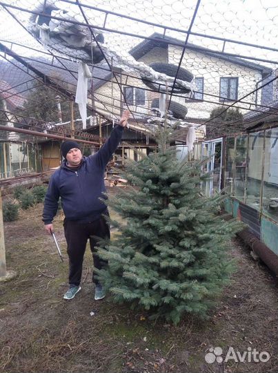 Туя,ель,елка,береза,липа итд