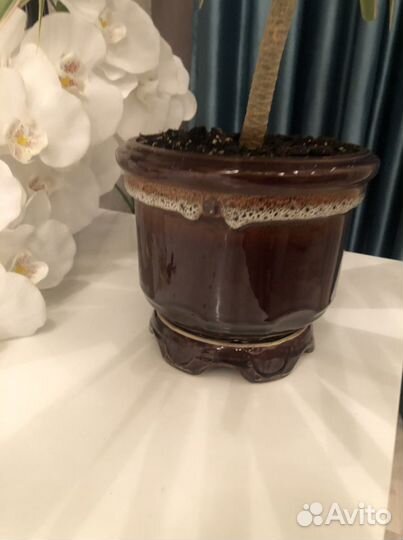 Драцена маргината биколор в керамическом кашпо