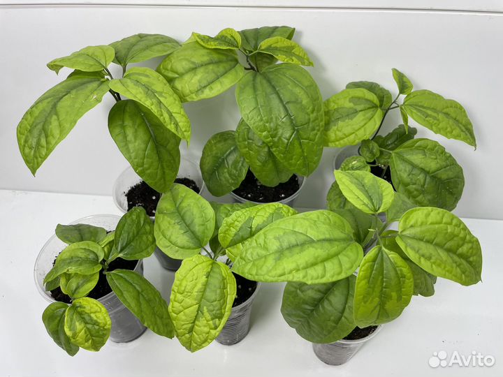 Клеродендрум томпсон