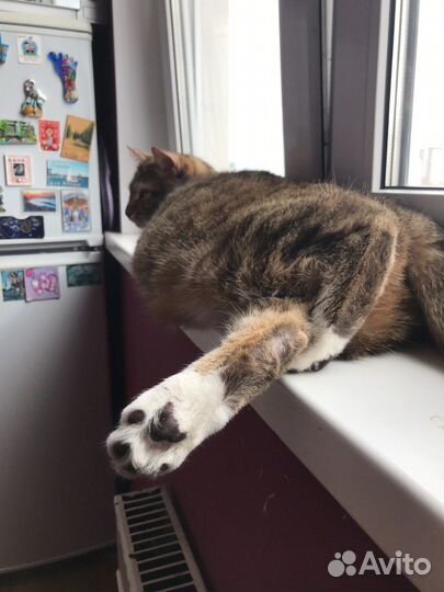 Кот Москвич Пират необыкновенный