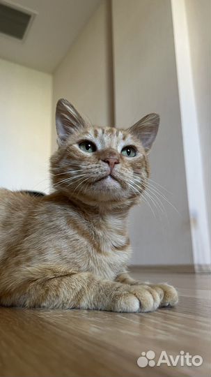 Рыжий кот Рон в добрые руки