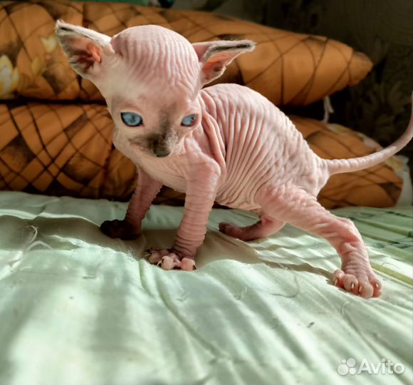 Котёнок сфинкс