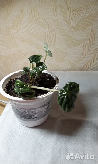 Пеперомия сморщенная