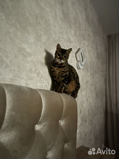 Бенгальский кот бесплатно