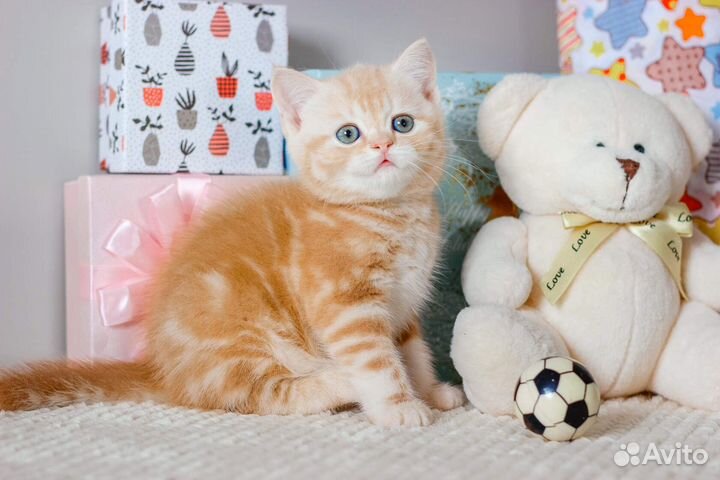 Мальчик британчик