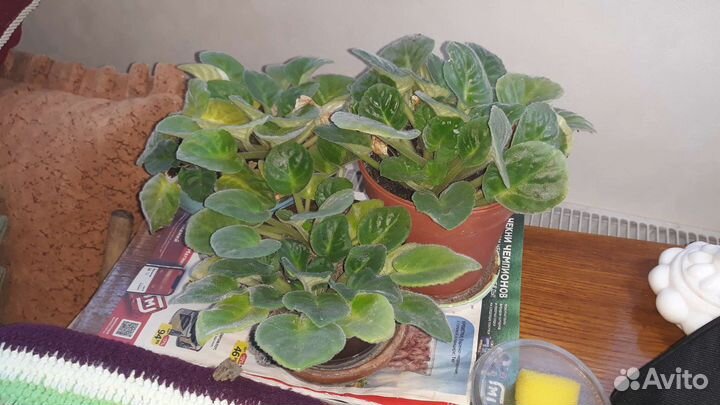 Цветы, Золотой ус