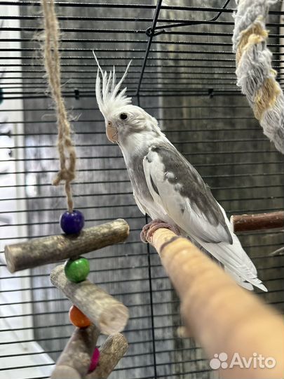 Попугай корелла пара