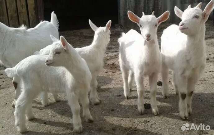 Козлята