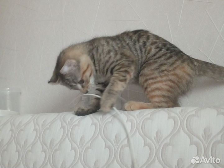 Кошки в добрые руки
