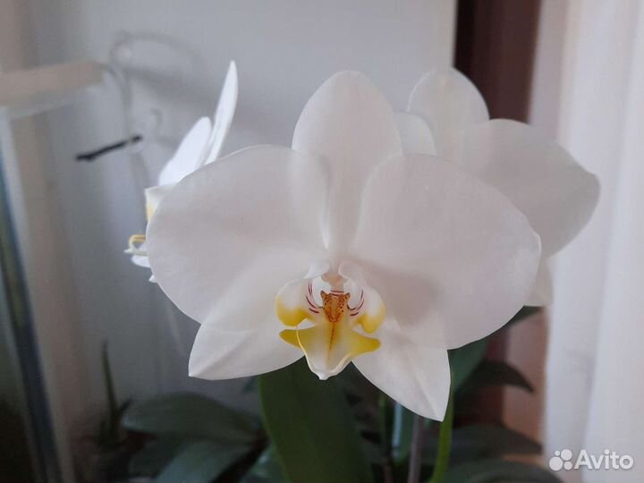 Драцена, орхидея фаленопсис