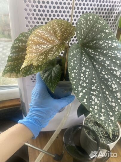 Комнатные цветы