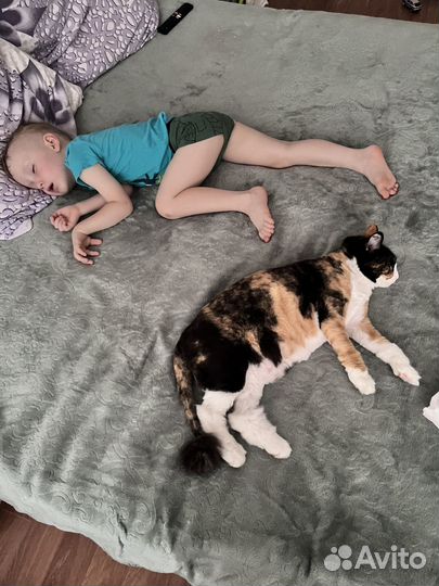 Передержка для кошек