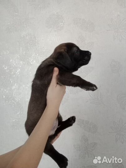 Щенки