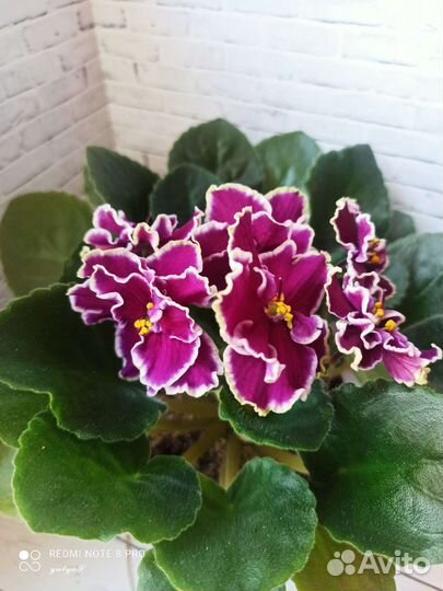 Ле шато барион фиалка