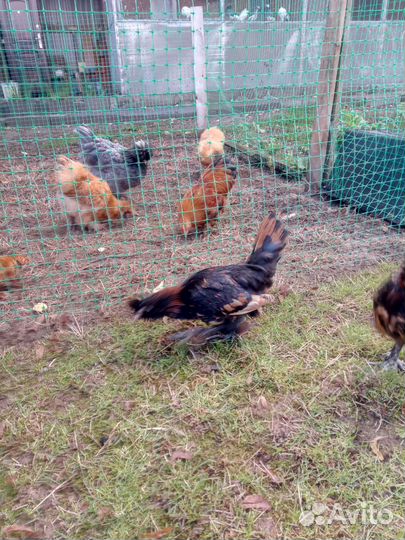 Китайские шелковые подрощенные цыплята