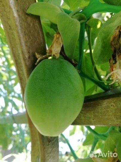 Маракуя Пассифлора