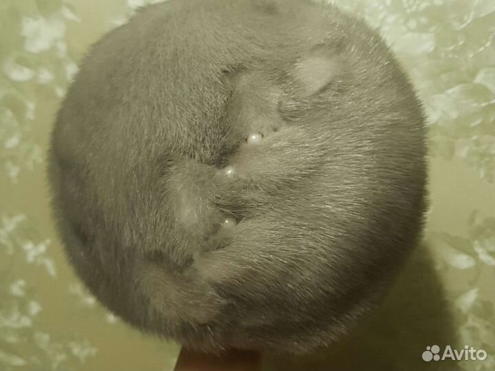 Шапка Норковая