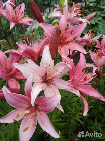 Цветы, ягодные кустарники