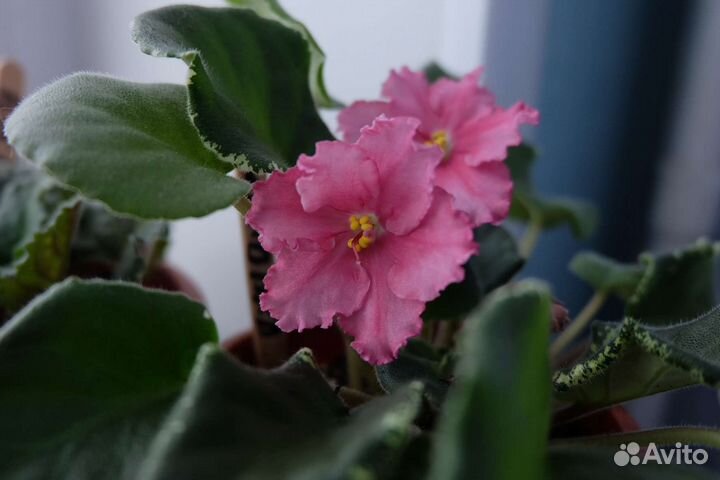 Сортовые фиалки