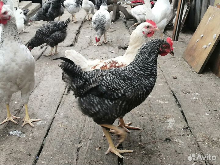 Молодые петухи