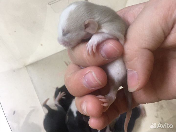 Крысята Дамбо. родились 1 марта