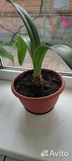 Сансевиерия