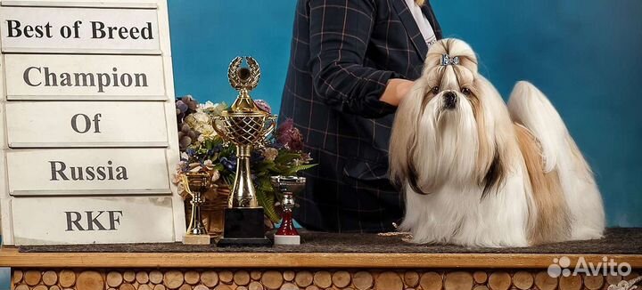 Ши-тцу вязка