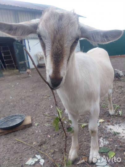 Зааненские козы дойные смесь с нубиийским