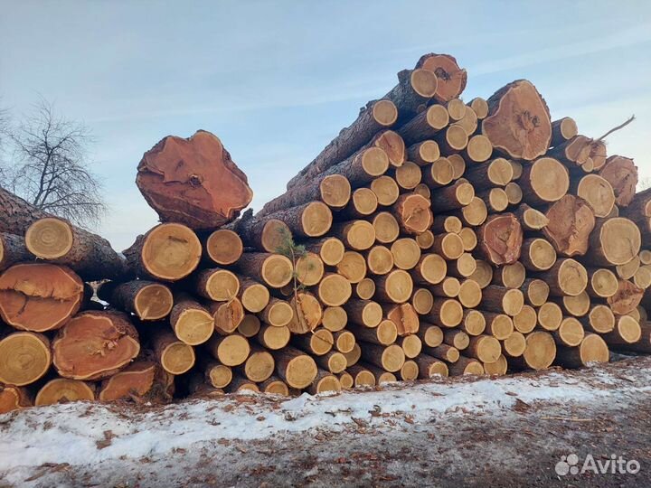 Лиственница