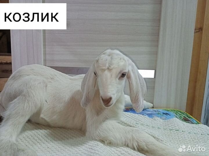 Козлики Нубийские процентные