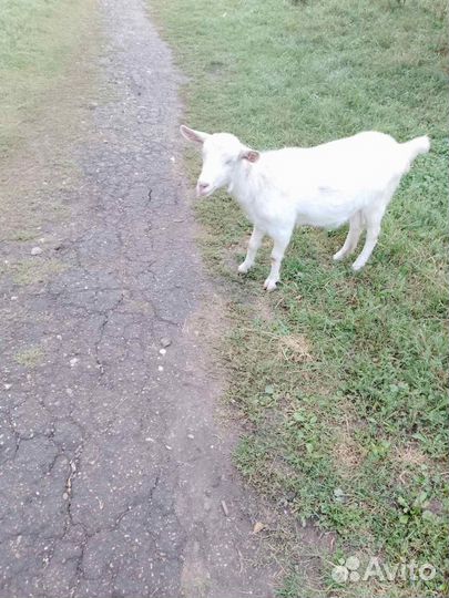 Зааненская коза