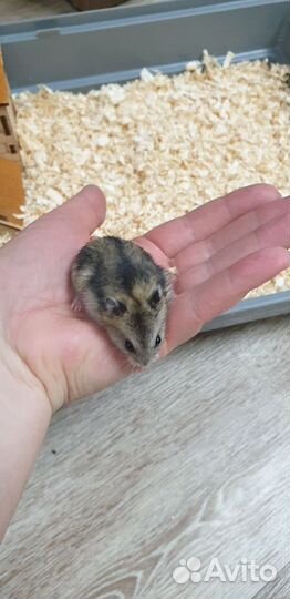 Джунгарский хомяк