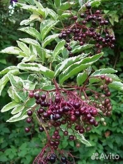 Шикарные садовые растения