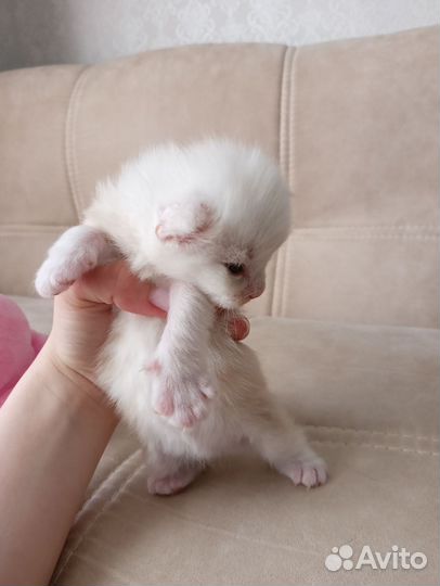 Котята мейн-кун