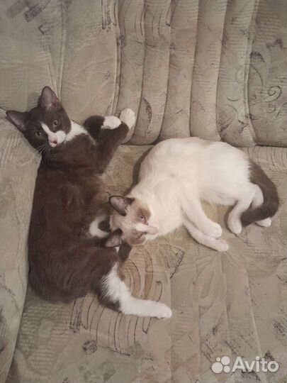 Котята подростки в надёжные руки