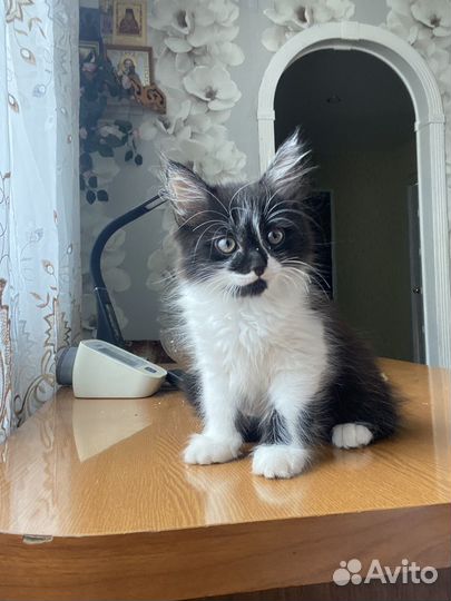 Котенок в добрые руки