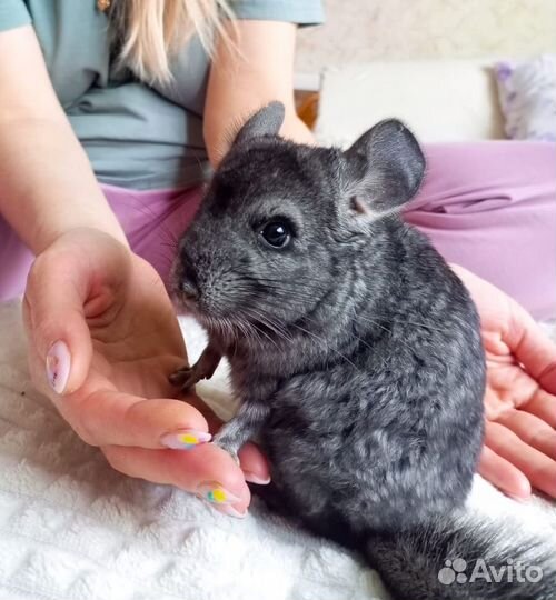 Шиншилла мальчик 4мес
