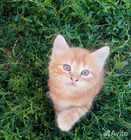 Котики от кошки- крысолова в хорошие руки