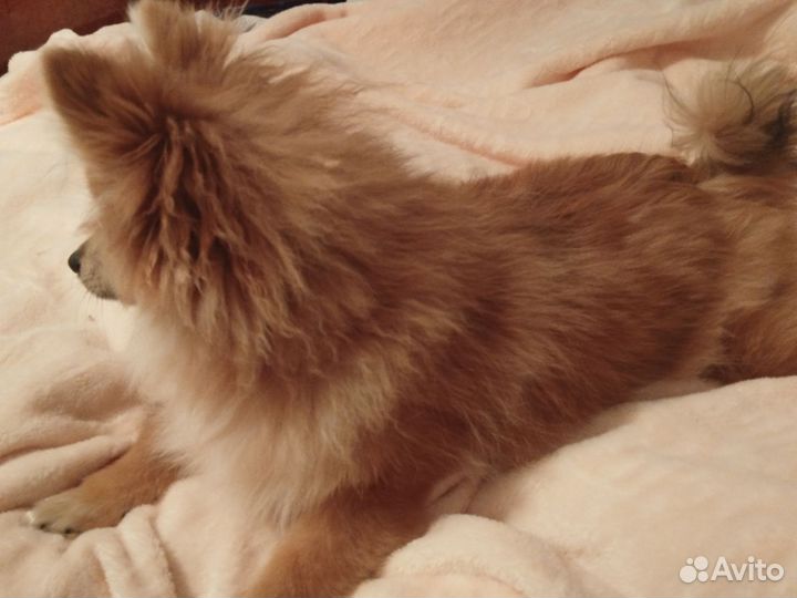 Померанский шпиц