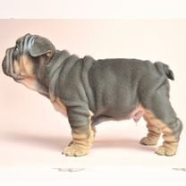 Французский бульдог, щенок