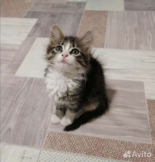 Котенок в добрые руки