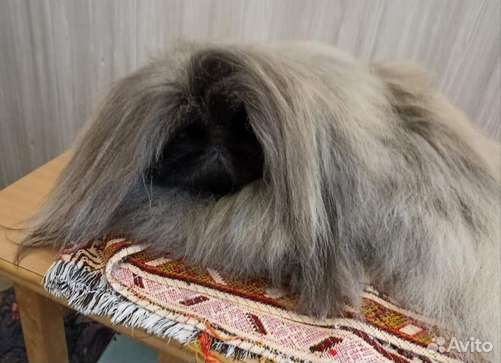 Вязка пекинес