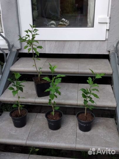 Гибискус 2 вида, Вейгела,Барвинок